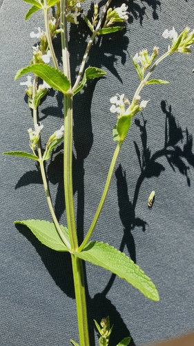 Nepeta (catmints) (alternate view 6)
