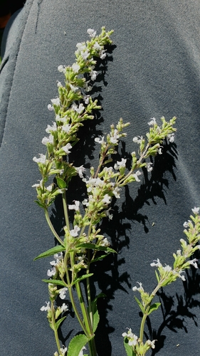 Nepeta (catmints) (alternate view 5)