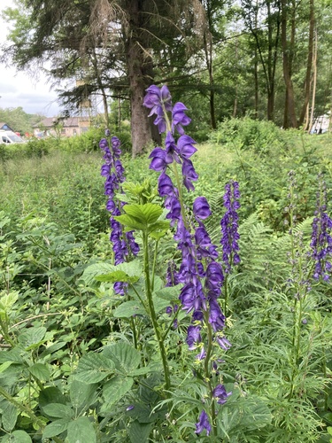 Aconitum napellus (Common Monkshood)
