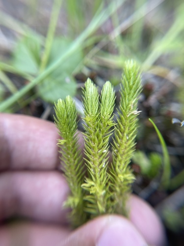 Huperzia selago (northern firmoss)