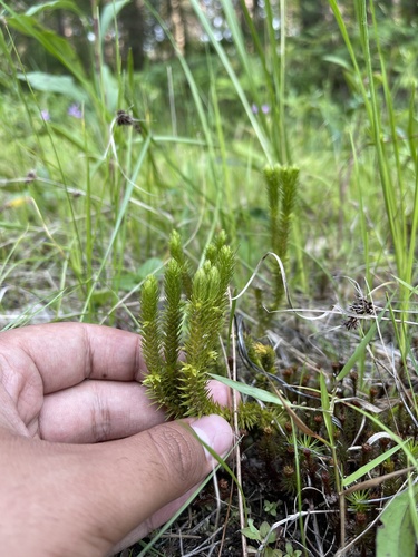 Huperzia selago (northern firmoss)