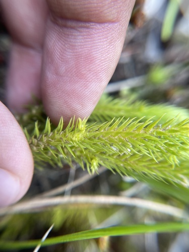 Huperzia selago (northern firmoss)