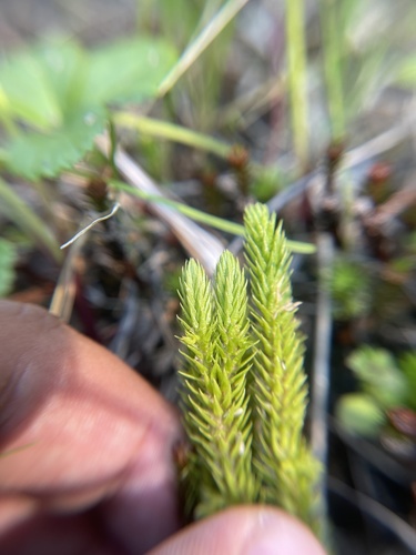 Huperzia selago (northern firmoss)