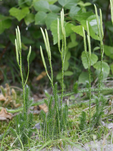Lycopodium clavatum (stag's-horn clubmoss)