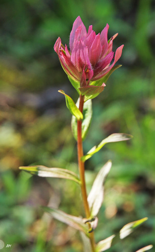 Castilleja miniata (Common Paintbrush)