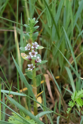 Lysimachia maritima (Sea Milkwort)
