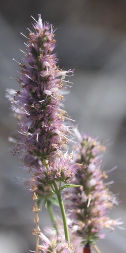 Agastache urticifolia (nettle-leaf giant hyssop) (alternate view 7)