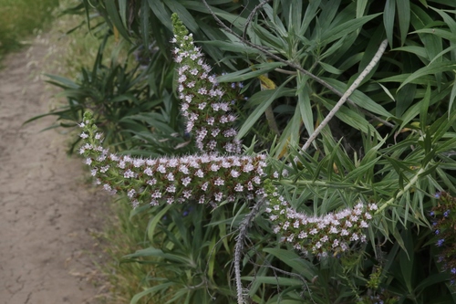 Echium candicans (Pride of Madeira) (alternate view 2)