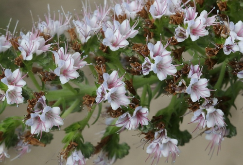 Echium candicans (Pride of Madeira) (alternate view 3)