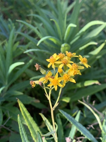 Senecio linearifolius (fireweed groundsel) (alternate view 5)