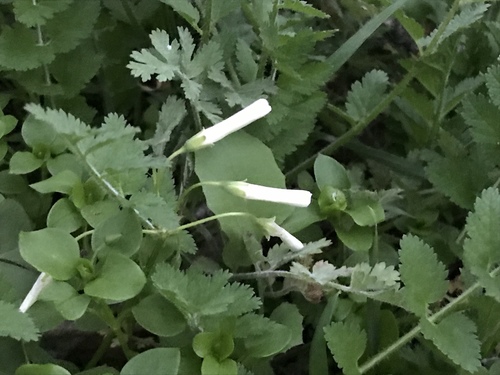 Oxalis articulata (pink-sorrel)