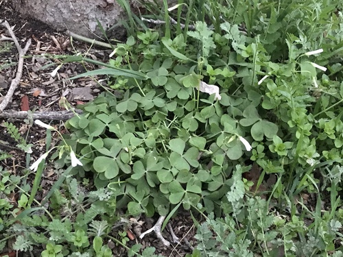 Oxalis articulata (pink-sorrel)