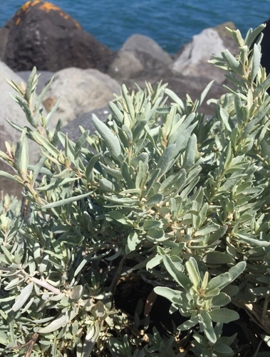 Atriplex cinerea (Grey Saltbush)