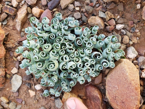 Albuca (Slimelilies) (alternate view 7)