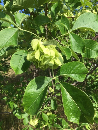 Ptelea trifoliata (common hoptree) (alternate view 3)