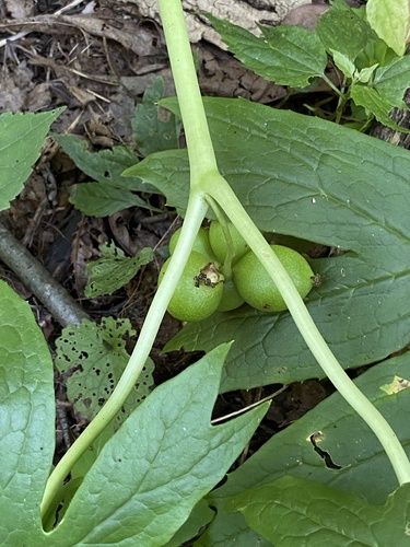 Podophyllum peltatum (mayapple) (alternate view 2)