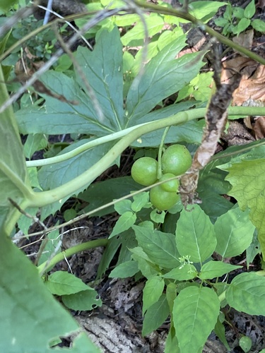 Podophyllum peltatum (mayapple) (alternate view 3)