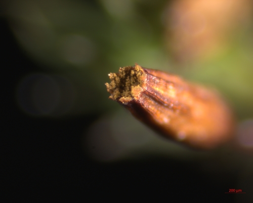 Orthotrichum anomalum (Anomalous Bristle-moss)
