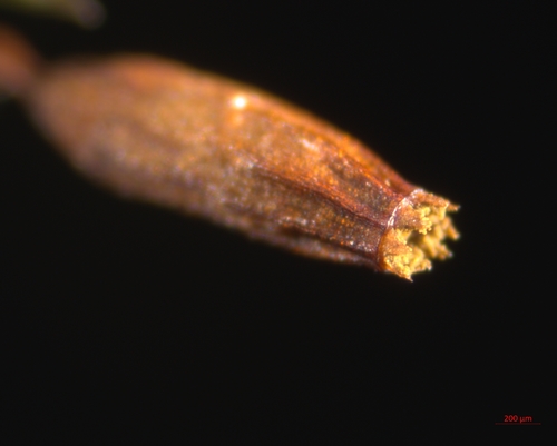 Orthotrichum anomalum (Anomalous Bristle-moss)