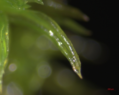 Orthotrichum anomalum (Anomalous Bristle-moss)