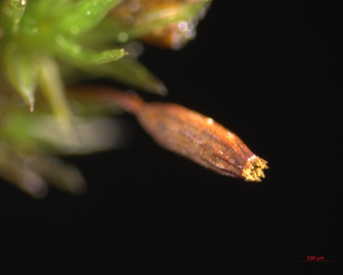 Orthotrichum anomalum (Anomalous Bristle-moss)