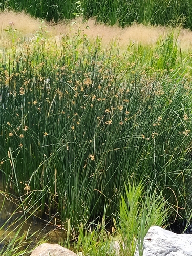 Schoenoplectus acutus (hardstem bulrush) (alternate view 5)