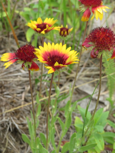 Gaillardia pulchella (firewheel)