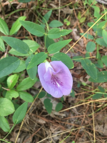 Clitoria mariana (Pigeonwings)