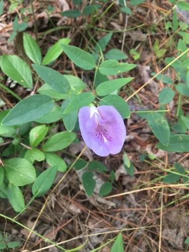 Clitoria mariana (Pigeonwings) (alternate view 2)