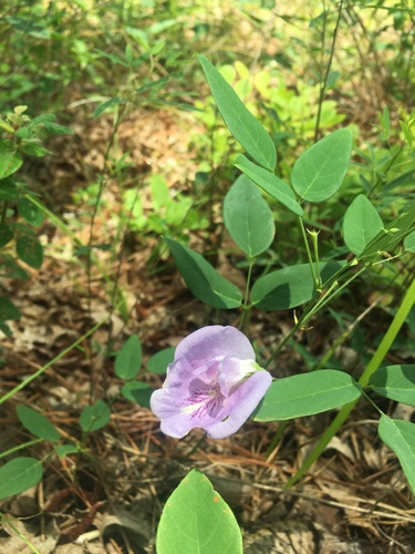 Clitoria mariana (Pigeonwings) (alternate view 3)