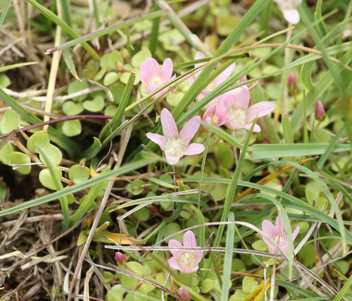 Lysimachia tenella (Bog Pimpernel)