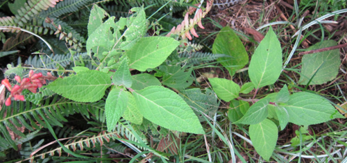 Salvia confertiflora (alternate view 4)