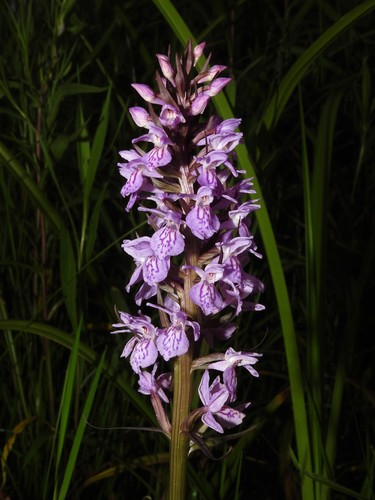 Dactylorhiza praetermissa (Southern Marsh-orchid)