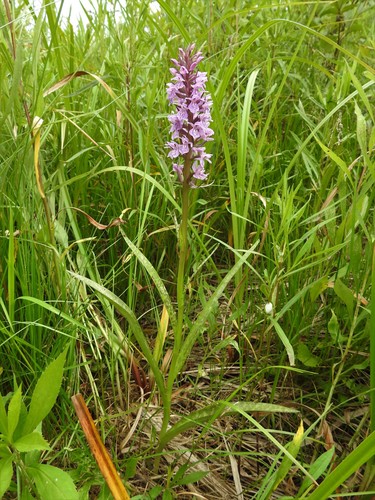 Dactylorhiza praetermissa (Southern Marsh-orchid)