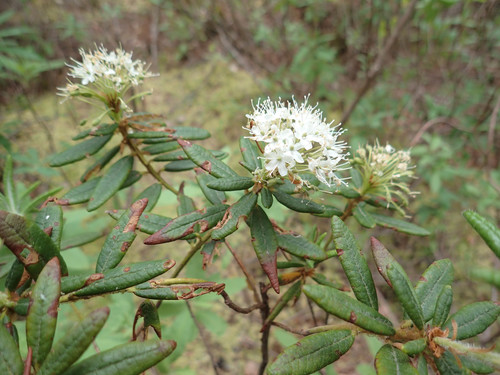 Rhododendron groenlandicum (Labrador Tea)