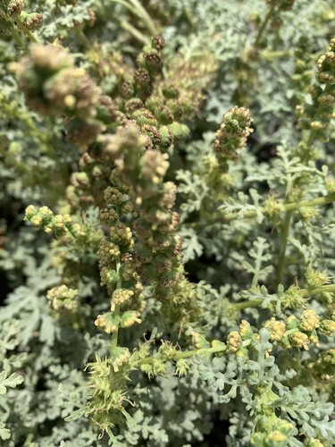 Ambrosia chamissonis (silver beachweed)