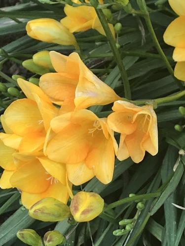 Freesia × kewensis (alternate view 5)