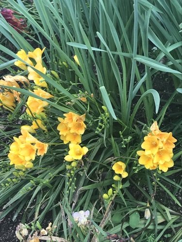 Freesia × kewensis (alternate view 4)