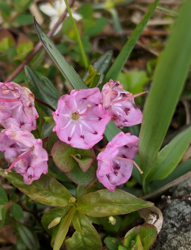 Kalmia polifolia (Bog Laurel) (alternate view 2)