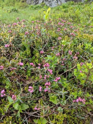 Kalmia polifolia (Bog Laurel) (alternate view 3)