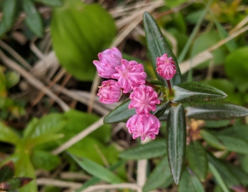 Kalmia polifolia (Bog Laurel) (alternate view 4)