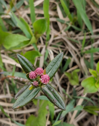 Kalmia polifolia (Bog Laurel) (alternate view 5)