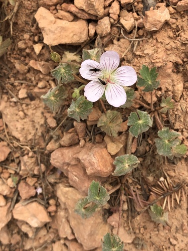 Geranium richardsonii (Richardson's geranium) (alternate view 2)