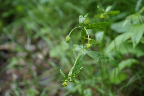 Ranunculus abortivus (small-flowered buttercup)