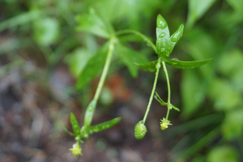 Ranunculus abortivus (small-flowered buttercup)