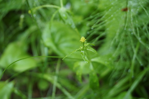 Ranunculus abortivus (small-flowered buttercup)