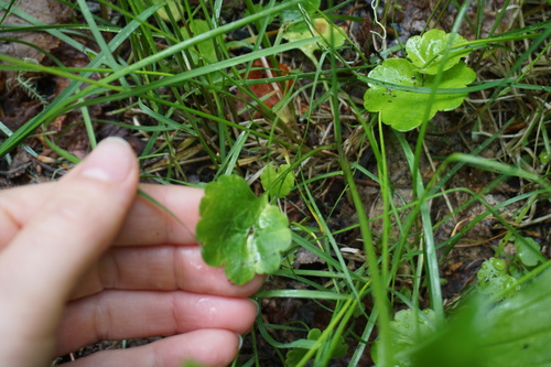 Ranunculus abortivus (small-flowered buttercup)