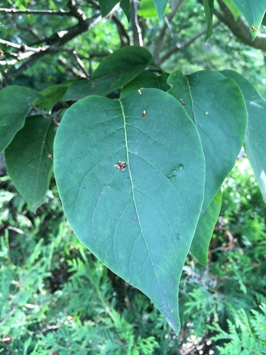 Syringa reticulata (Japanese Tree Lilac) (alternate view 3)