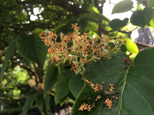 Syringa reticulata (Japanese Tree Lilac) (alternate view 4)