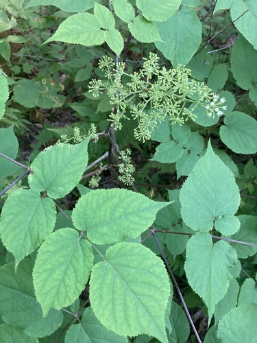 Aralia racemosa (American spikenard) (alternate view 3)